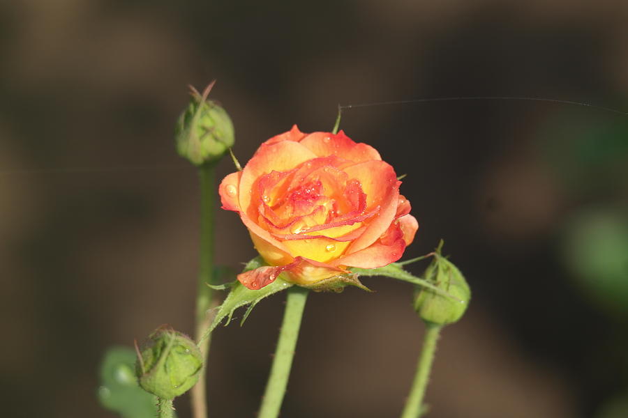 Flower Photograph - Beautiful Rose by Atul Kolte