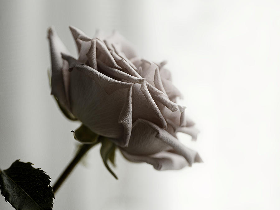 Beautiful Rose Photograph by DonaRose