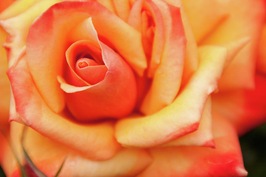 Beautiful Rose Photograph by Finbarr Townsend