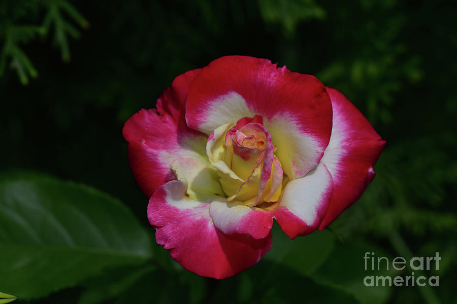 Beautiful Rose Flower Photograph by Elvira Ladocki - Fine Art America