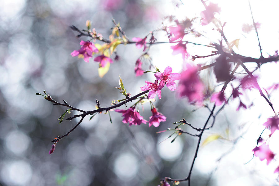 Nature Photograph - Beautiful Sakura by Ming-chungs Photo