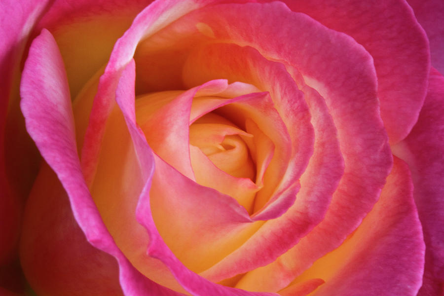 Beautiful Scented Rose Photograph by Photos By Shmelly