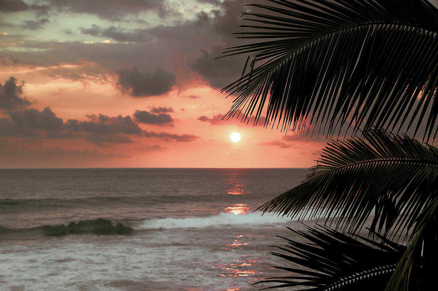 Beautiful sea sunset and palm leaves Photograph by Tamera McPherson ...