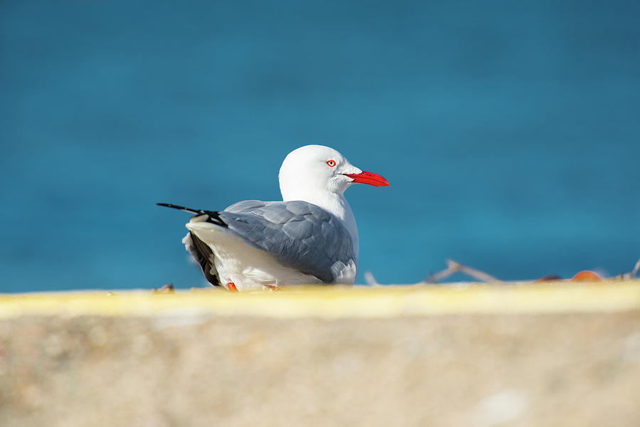 Beautiful Seagull by Rob D Imagery Beautiful Seagull by Rob D Imagery