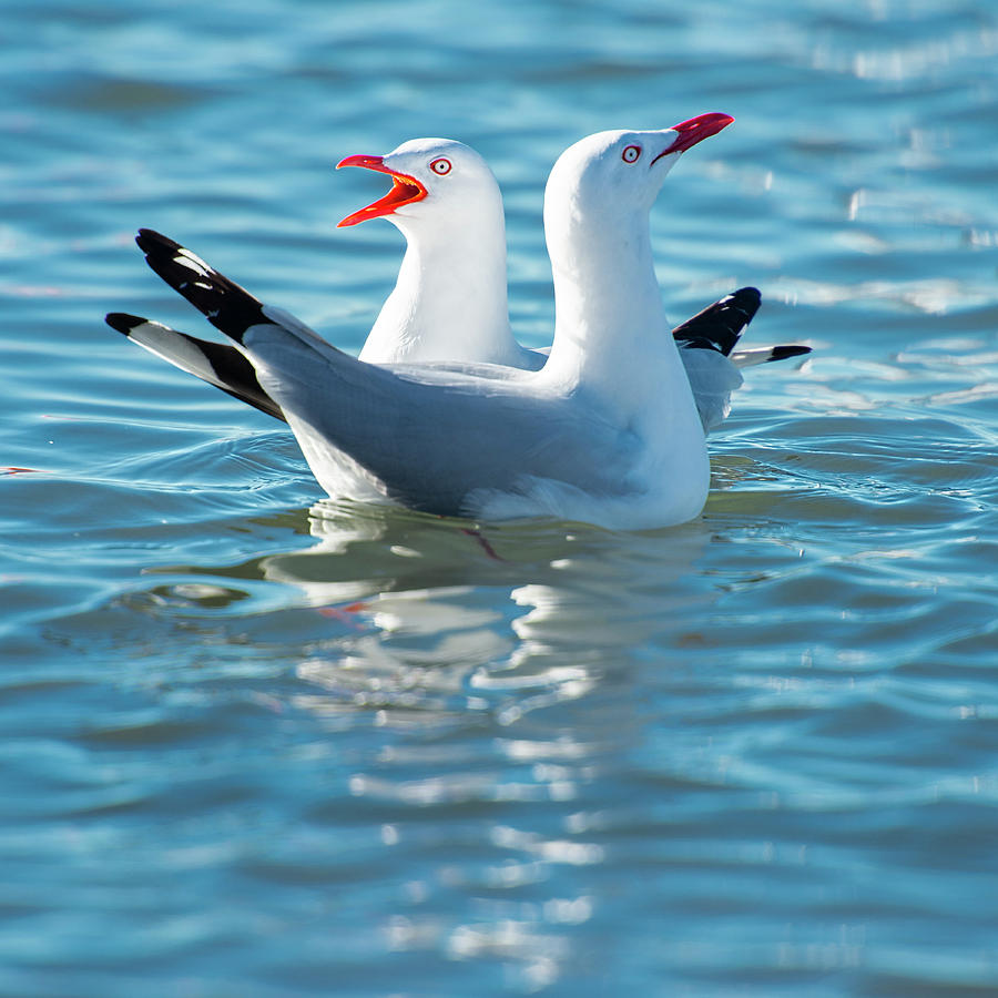 Beautiful Seagulls by Rob D Imagery Beautiful Seagulls by Rob D Imagery