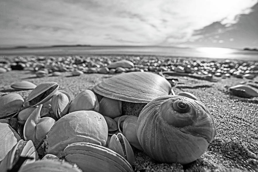 Beautiful Seashells on Revere Beach Revere MA Black and White Photograph by Toby McGuire