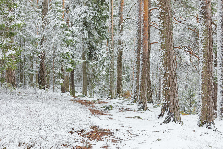 Nature Photograph - Beautiful serene winter forest landscape by Juhani Viitanen