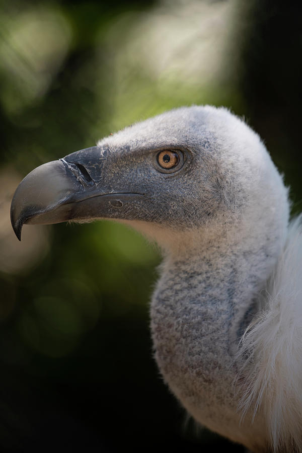 Griffon vulture canvas - Aure good Valley