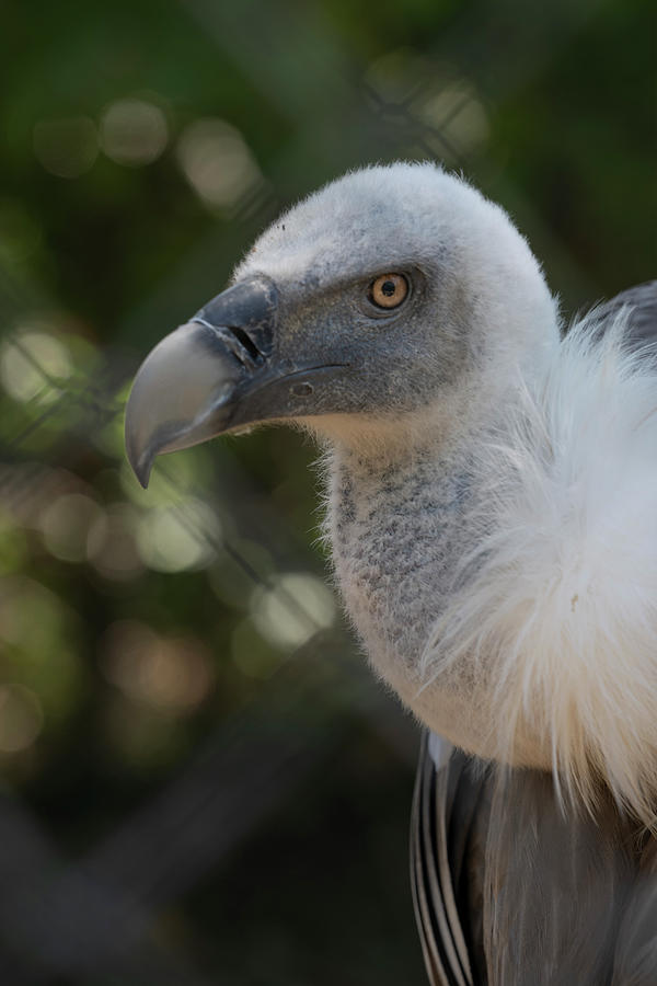 Beautiful Side View Of A Majestic Griffon Vulture, Looking At You ...