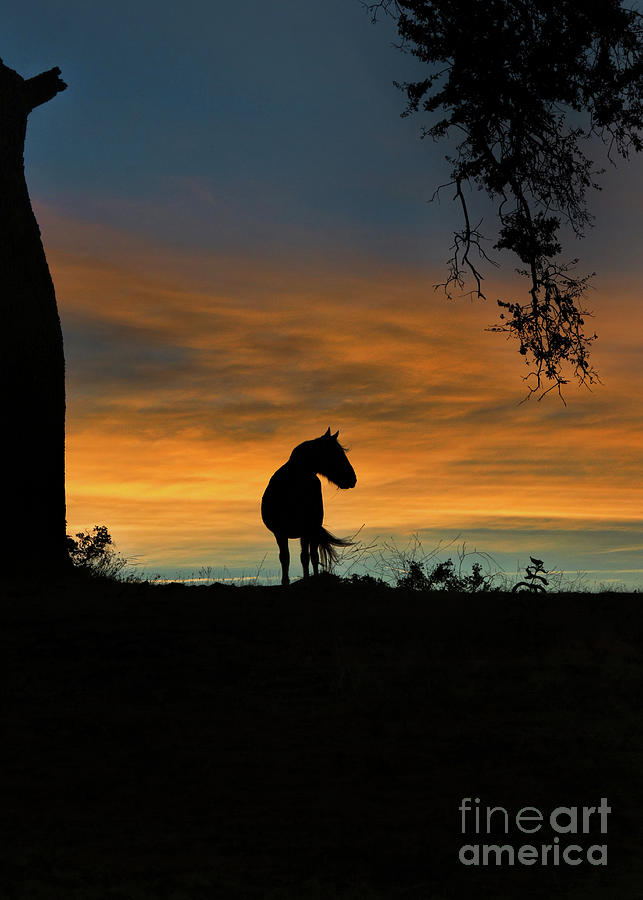 Beautiful Silhouette Horse in the Wind Sunrise Photograph by Stephanie Laird