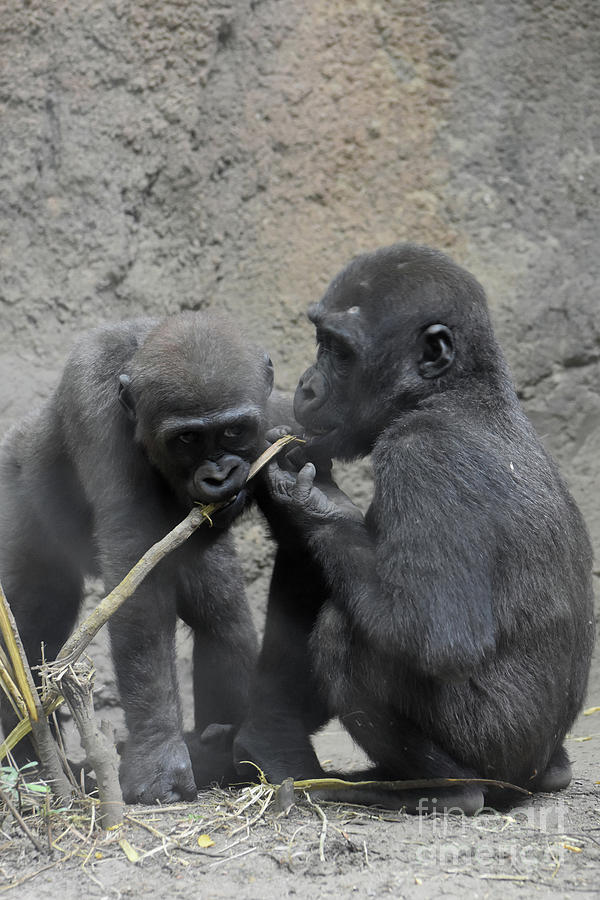 Beautiful Silverback Baby Gorillas Eating Together Photograph By Dejavu Designs