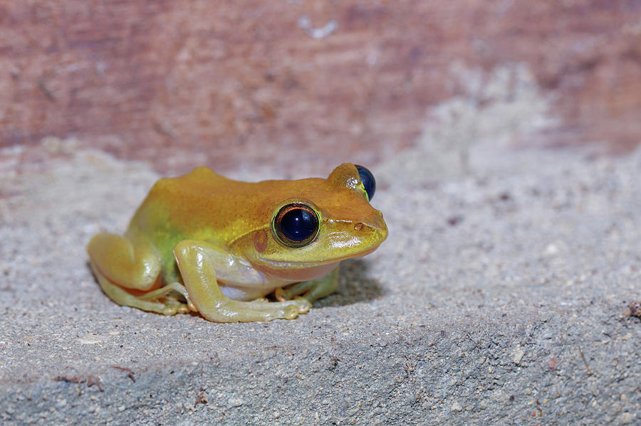 Beautiful small frog Boophis rhodoscelis Madagascar by Artush Foto