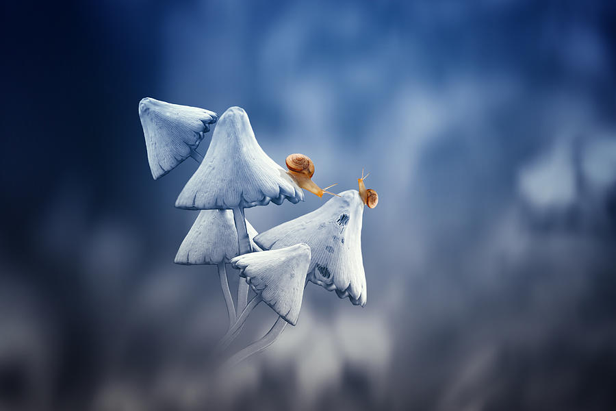 Mushroom Photograph - Beautiful Snails In The Morning by Agus Wahyudi