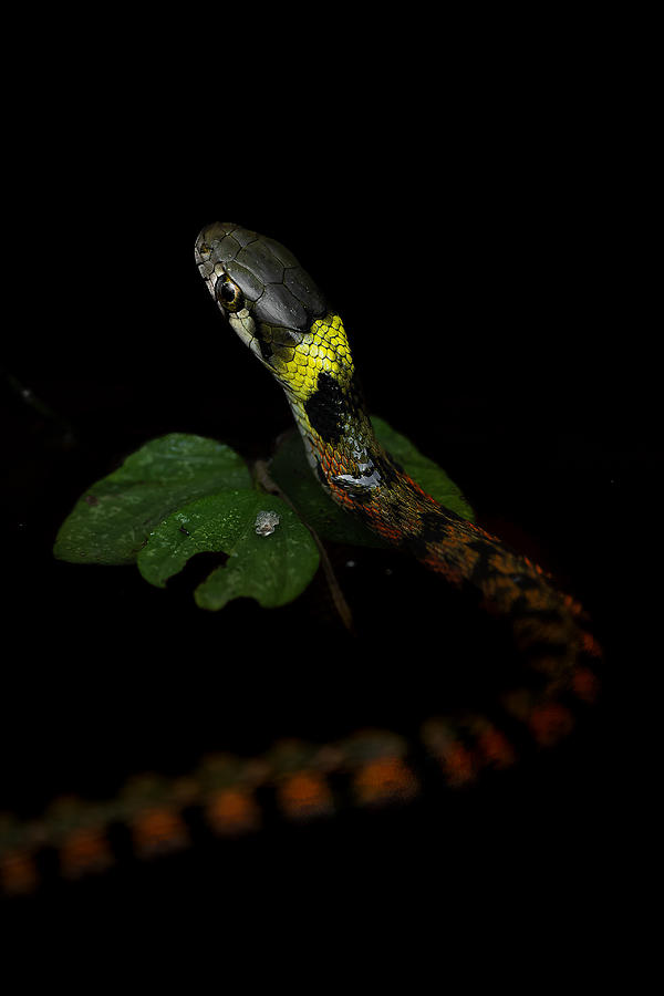 Nature Photograph - Beautiful Snakes Are Poisonous. by ?????/hiroki Matsubara