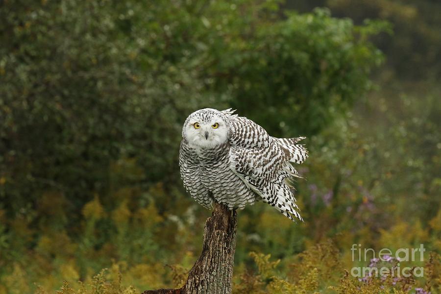 Beautiful Snowy Owl Photograph