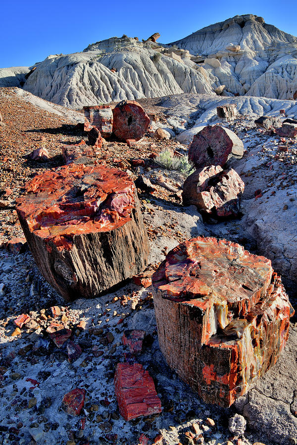 Beautiful Specimens of Jasper Forest Photograph by Ray Mathis