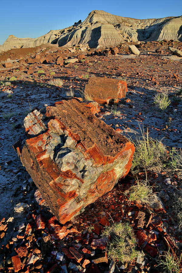 Beautiful Specimens of Petrified Wood in Jasper Forest Photograph by Ray Mathis