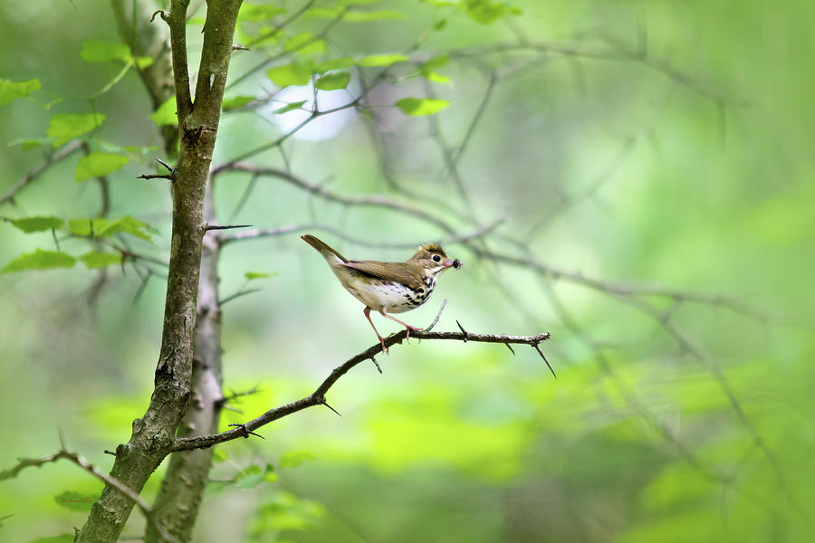 Beautiful Spring Forest Bird Photograph by Christina Rollo