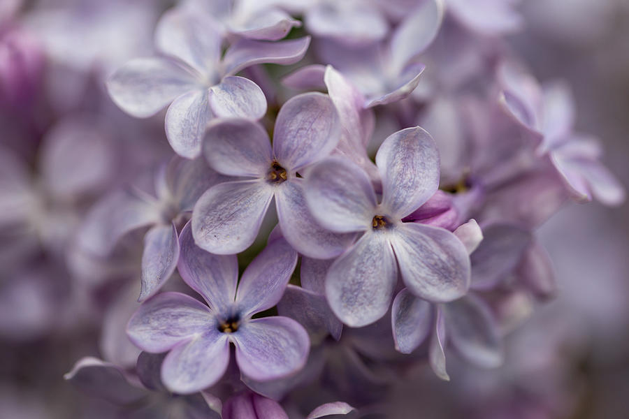 Beautiful Spring Lilac Blooms Photograph by Laura Smith