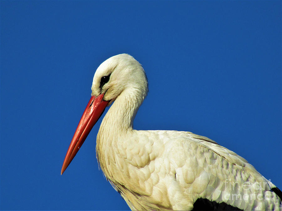 Beautiful Stork by Jurgen Huibers Beautiful Stork by Jurgen Huibers