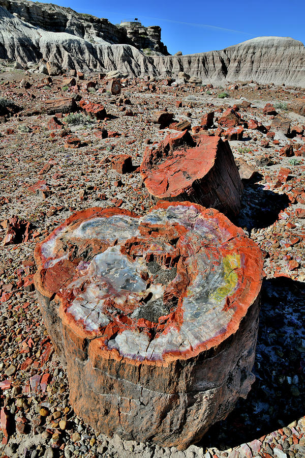 Beautiful Stumps in Petrified Forest Photograph by Ray Mathis