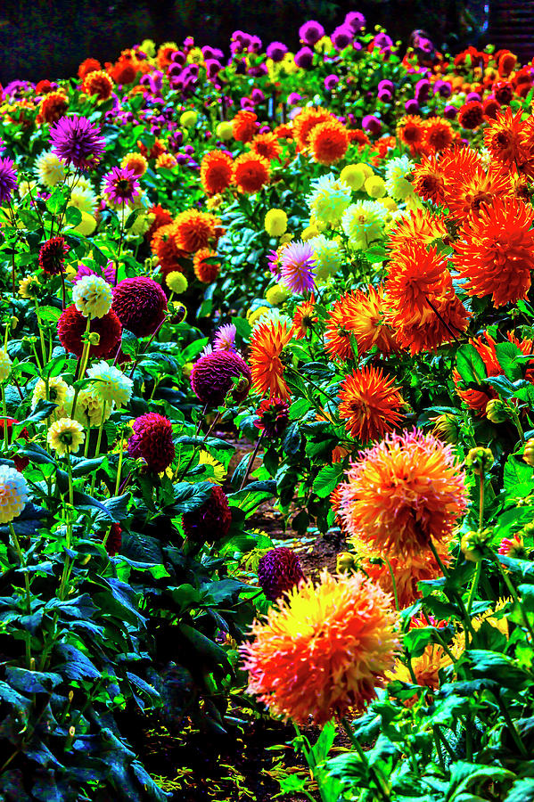 Beautiful Summer Dahlia Garden Photograph by Garry Gay
