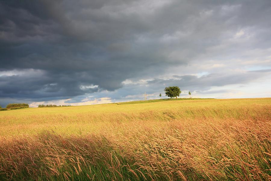 Beautiful Summer Fields In Golden Photograph by Margaret Larys - Fine ...