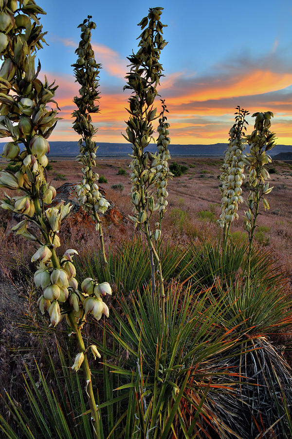 Beautiful Sunset On Yuccas In Book Cliffs Desert Photograph