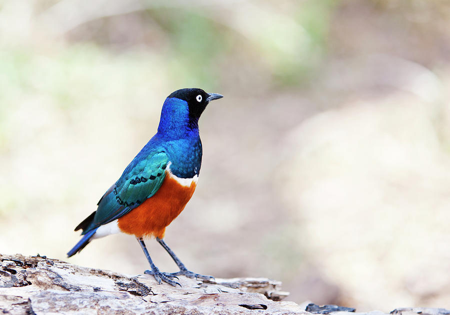 Beautiful Superb Starling Lamprotornis Photograph by Brittak