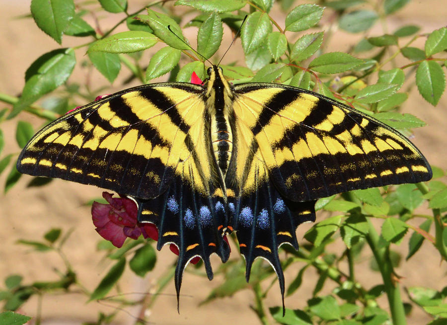 Beautiful Swallowtail work A Photograph by David Lee Thompson