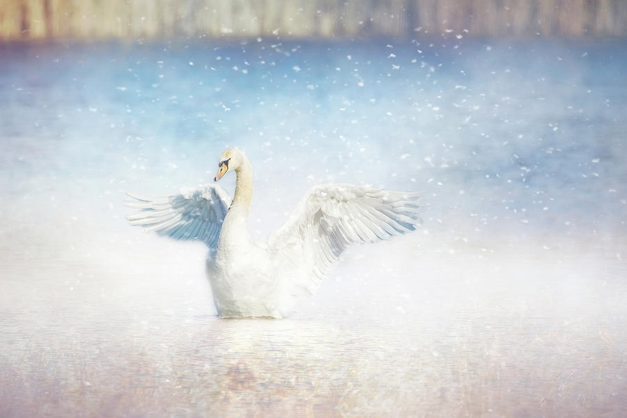 Beautiful Swan Digital Art by Terry Davis