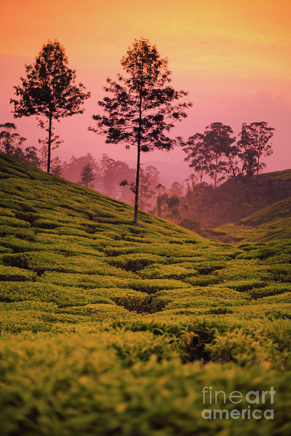 Beautiful Tea Plantations At Munnar Photograph by Vivek renukaprasad