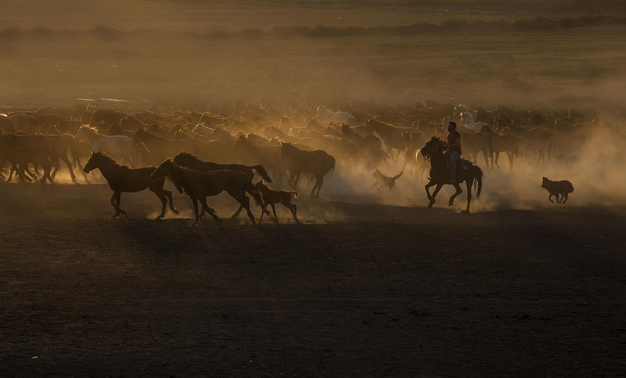 Animal Photograph - Beautiful The Country Of Horses by Ramiz ?ahin
