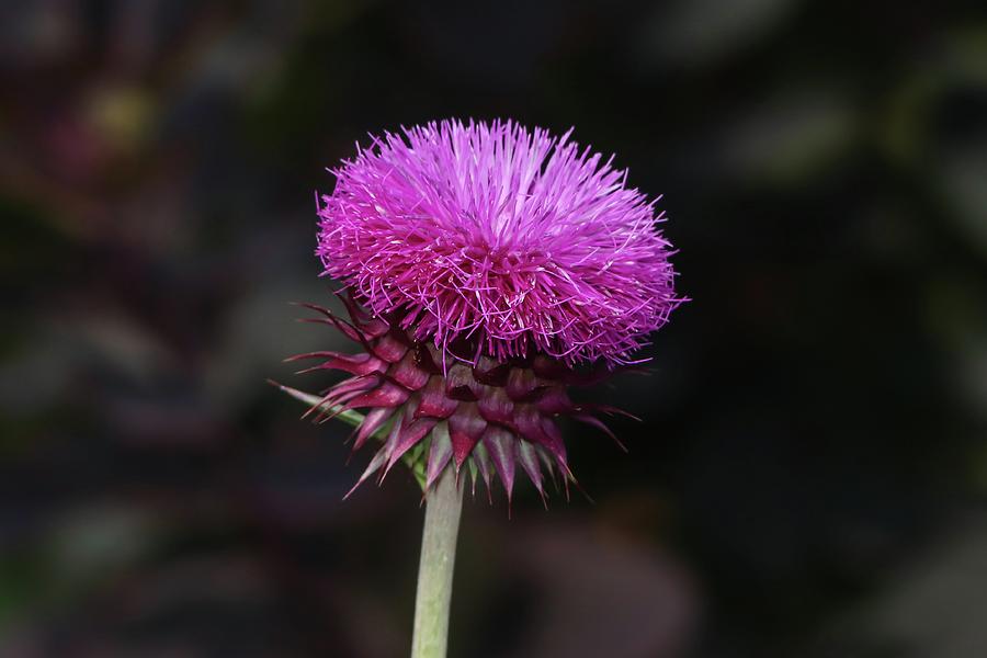 Beautiful Thistle Flower Photograph