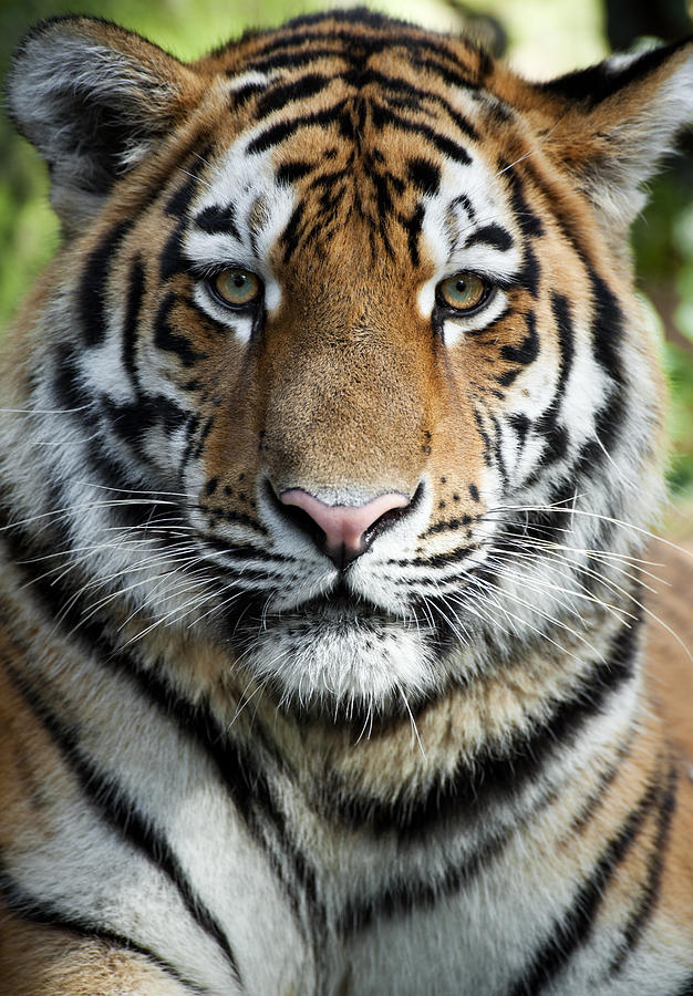 Beautiful Tiger Photograph by Andyworks