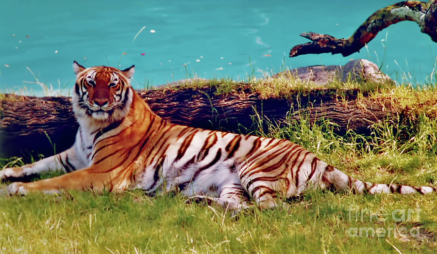 Beautiful - Tiger Photograph by D Hackett