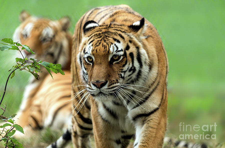 Beautiful tiger portrait Photograph by Sam Rino