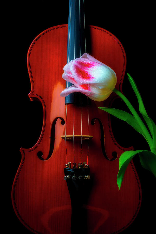 Beautiful Tulip And Violin Photograph by Garry Gay
