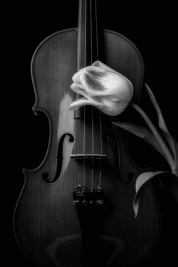 Beautiful Tulip And Violin In Black And White Photograph by Garry Gay