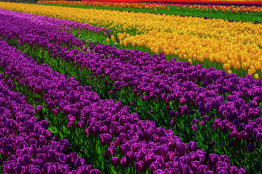 Beautiful Tulip Field Photograph by Garry Gay