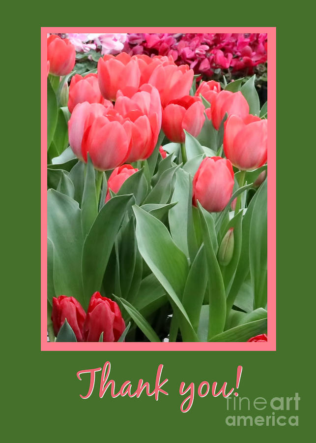 Beautiful Tulip Spring Flowers Thank You  Photograph by Stephanie Laird
