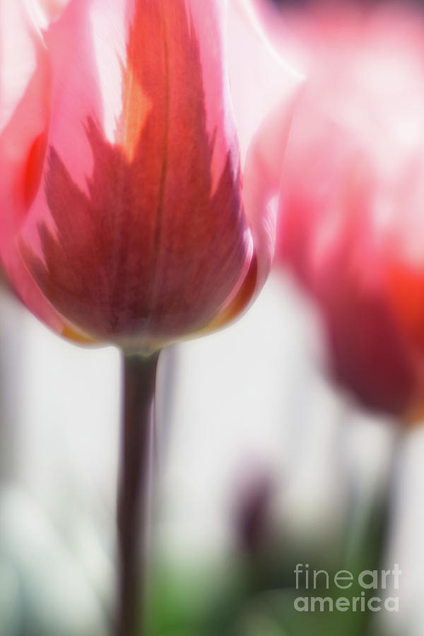 Beautiful Tulips Photograph by Jill Greenaway