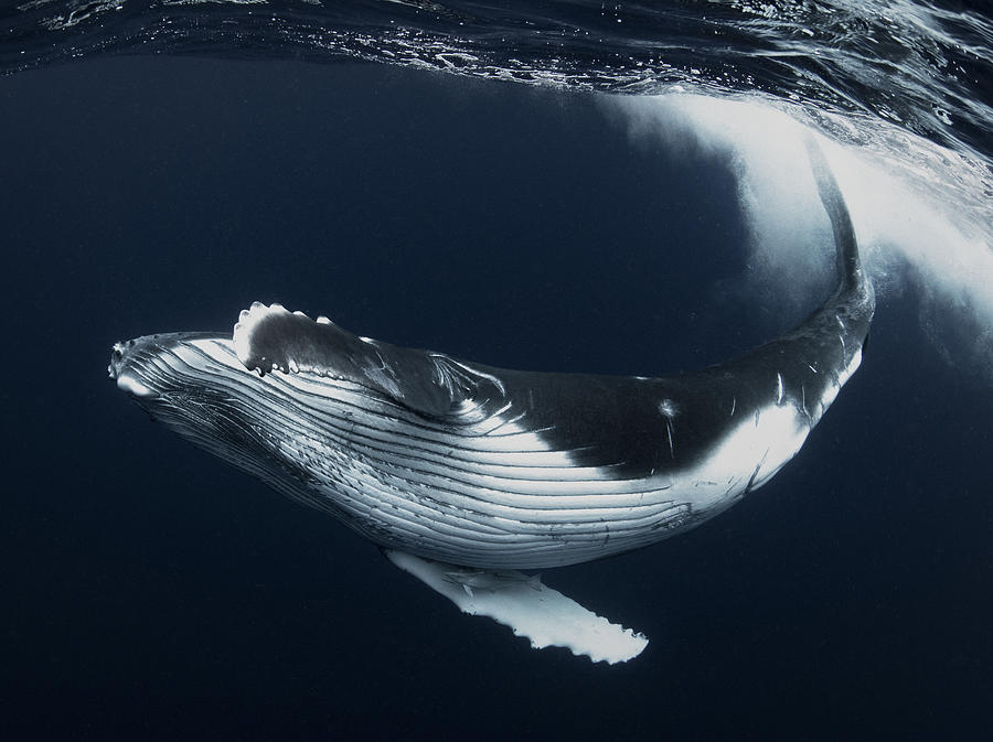 Whale Photograph - Beautiful Turn by Reiko Takahashi