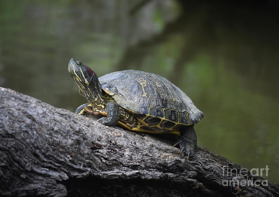 Beautiful Turtle Sitting On A Fallen Tree Log Photograph By Dejavu 