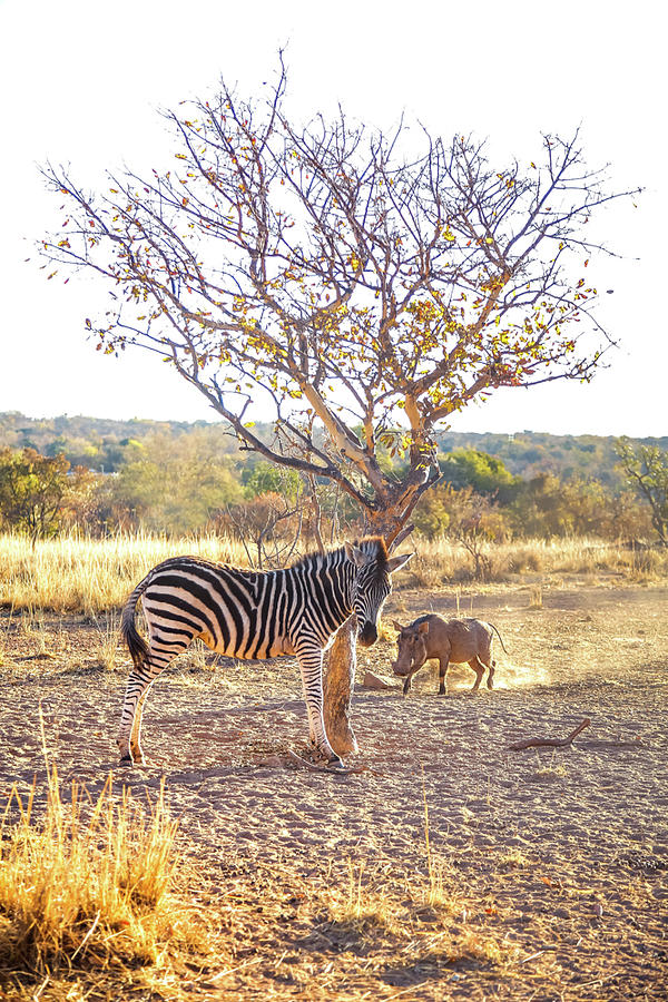 Tree Photograph - Beautiful View of Zebra and forest pig in sunrise by Chantelle Flores