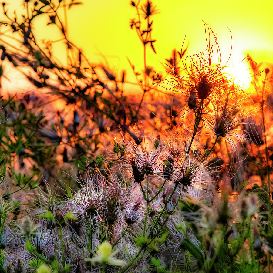 Beautiful Weed by Stephen Anderson Beautiful Weed by Stephen Anderson
