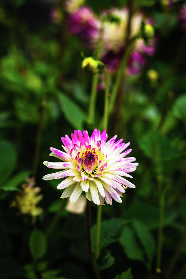 Beautiful White and Magenta Flower in a Garden Photograph