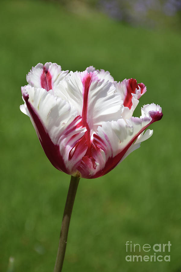 fragment flydende fascisme Beautiful White and Red Parrot Tulip Blooming in the Spring Photograph by  DejaVu Designs - Pixels