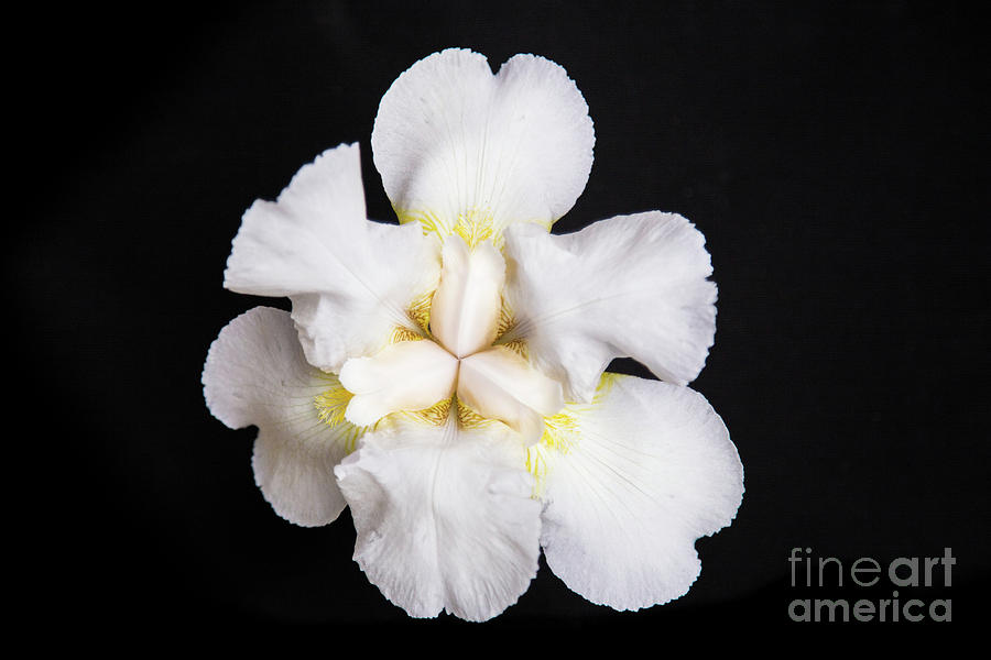 Beautiful White Bearded Iris Photograph by Lisa Lemmons-Powers