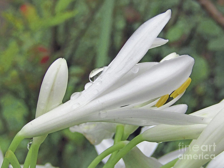 Summer Photograph - Beautiful White Bloom by Kim Tran